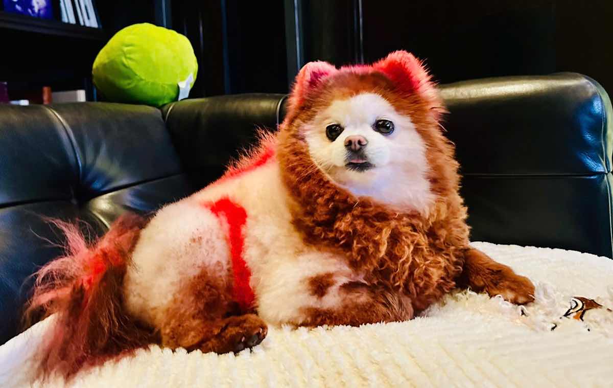 1a.45.Em cun cung đuoc nhuom mau truong Brown đe chuc mung con gai thu 2 cua vo chong ca si Ha Phuong