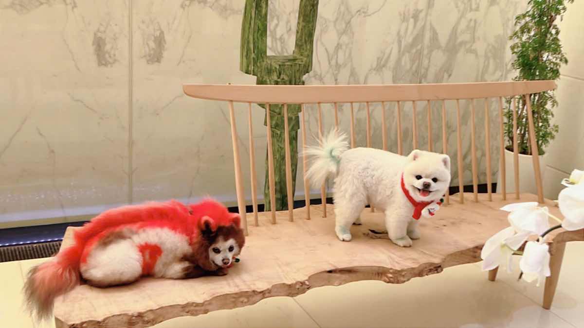 1a.45.Nhung thanh vien đac biet trong gia đinh ca si Ha Phuong