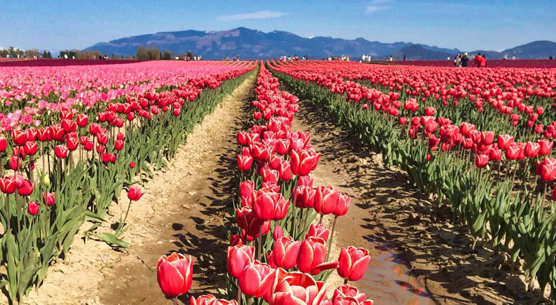 Skagit-Valley-Tulip-Festival-1