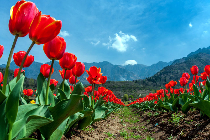 world-tulip-garden-asia-flowers-spring-02