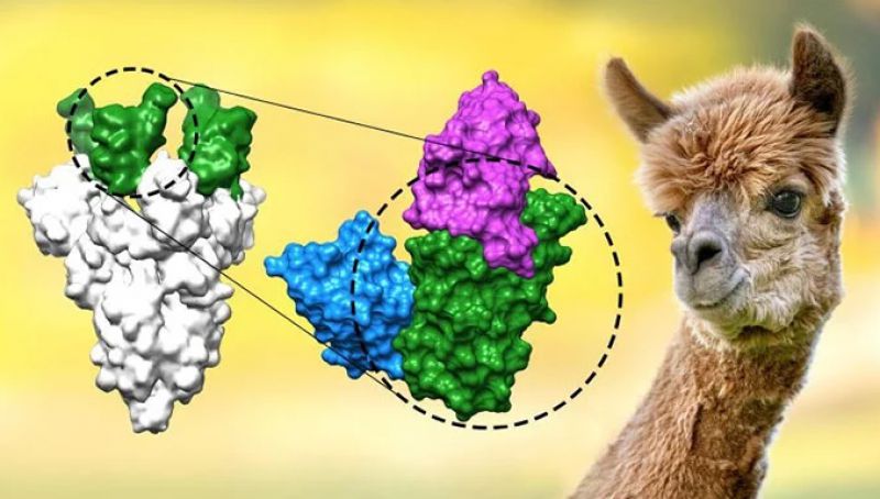 Phát hiện kháng thể đặc biệt trên động vật có khả năng chống lại biến thể Delta