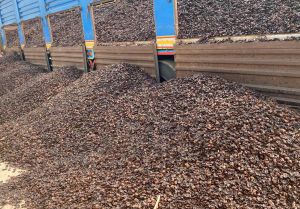 Vỏ hạt điều trở thành “mỏ vàng”, doanh nghiệp khai thác kiếm triệu USD